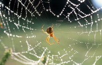 Aranha de teia