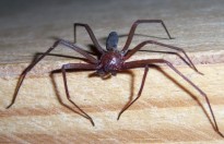 Aranhas